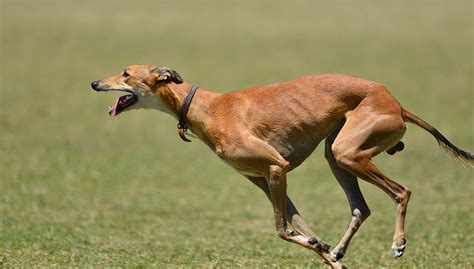 Greyhound Search.